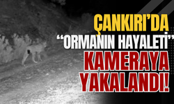 Çankırı’da “Ormanın Hayaleti” Kameraya Yakalandı!