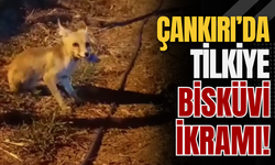 Çankırı’da Tilkiye Bisküvi İkramı!