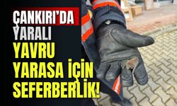 Çankırı’da Yaralı Yavru Yarasa İçin Seferberlik!