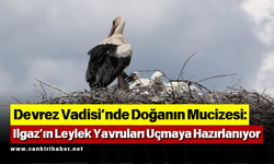 Devrez Vadisi’nde Doğanın Mucizesi: Ilgaz’ın Leylek Yavruları Uçmaya Hazırlanıyor