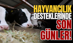 Hayvancılık Desteklerinde Son Günler!