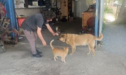 Yürek Isıtan Dostluk! Kör Köpek ve “Korsan” Kediye 13 Yıllık Şefkat