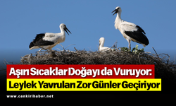 Aşırı Sıcaklar Doğayı da Vuruyor Leylek Yavruları Zor Günler Geçiriyor