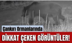 Çankırı Ormanlarında Dikkat Çeken Görüntüler!