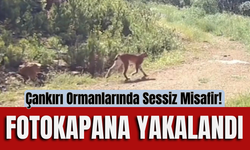 Çankırı Ormanlarında Sessiz Misafir! Fotokapana Yakalandı