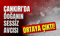 Çankırı'da Doğanın Sessiz Avcısı Ortaya Çıktı!