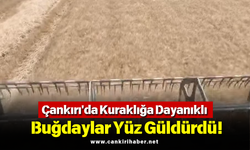 Çankırı'da Kuraklığa Dayanıklı Buğdaylar Yüz Güldürdü!