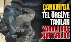 Çankırı'da Tel Örgüye Takılan Yaralı Kuş Kurtarıldı!