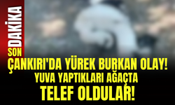 Çankırı'da Yürek Burkan Olay! Yuva Yaptıkları Ağaçta Telef Oldular!