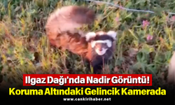 Ilgaz Dağı'nda Nadir Görüntü! Koruma Altındaki Gelincik Kamerada