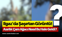 Ilgaz'da Şaşırtan Görüntü! Asırlık Çam Ağacı Nasıl Bu Hale Geldi?