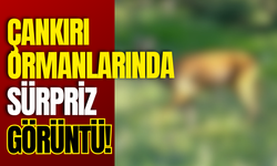 Çankırı Ormanlarında Sürpriz Görüntü!