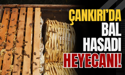 Çankırı’da Bal Hasadı Heyecanı!