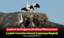Çankırı'da Doğanın En Güzel Manzarası! Leylek Yavruları Kanat Çırpmaya Başladı