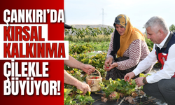 Çankırı’da Kırsal Kalkınma Çilekle Büyüyor!