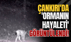 Çankırı'da 'Ormanın Hayaleti' Görüntülendi!