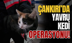 Çankırı’da Yavru Kedi Operasyonu!