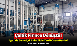 Çeltik Pirince Dönüştü! Ilgaz’da Sarıkılçık Pirinci İçin Yeni Dönem Başladı