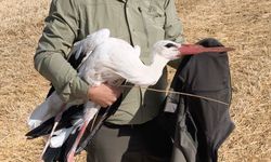 Eşi Öldü, O Başından Ayrılmadı! Günler Sonra Kurtarıldı