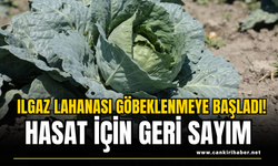 Ilgaz Lahanası Göbeklenmeye Başladı! Hasat İçin Geri Sayım
