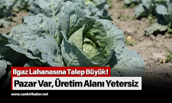 Ilgaz Lahanasına Talep Büyük! Pazar Var, Üretim Alanı Yetersiz