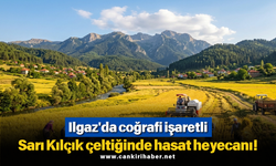 Ilgaz'da coğrafi işaretli Sarı Kılçık çeltiğinde hasat heyecanı!