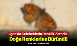 Ilgaz’da Kelebeklerin Renkli Gösterisi! Doğa Renklerine Büründü