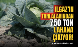 Ilgaz’ın Tarlalarından 750 Ton Lahana Çıkıyor!