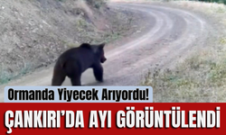 Ormanda Yiyecek Arıyordu! Çankırı’da Ayı Görüntülendi