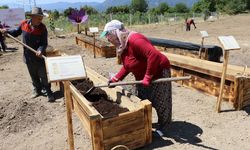 Safran İçin Toprağın Altında Büyük Mücadele! Verimi Yüzde 40 Düşürüyor
