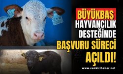 Büyükbaş Hayvancılık Desteğinde Başvuru Süreci Açıldı!
