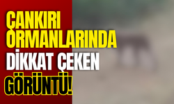 Çankırı Ormanlarında Dikkat Çeken Görüntü!