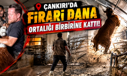 Çankırı’da Firari Dana Ortalığı Birbirine Kattı!