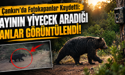 Çankırı’da Fotokapanlar Kaydetti: Ayının Yiyecek Aradığı Anlar Görüntülendi!