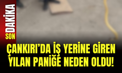 Çankırı’da İş Yerine Giren Yılan Paniğe Neden Oldu!