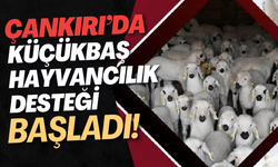 Çankırı’da Küçükbaş Hayvancılık Desteği Başladı!
