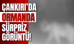 Çankırı’da Ormanda Sürpriz Görüntü!