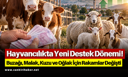 Hayvancılıkta Yeni Destek Dönemi! Buzağı, Malak, Kuzu ve Oğlak İçin Rakamlar Değişti