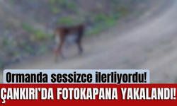 Ormanda sessizce ilerliyordu! Çankırı’da fotokapana yakalandı