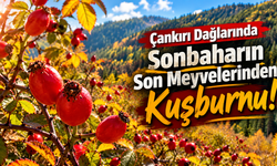 Çankırı Dağlarında Sonbaharın Son Meyvelerinden Kuşburnu!