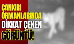 Çankırı Ormanlarında Dikkat Çeken Görüntü!