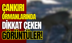 Çankırı Ormanlarında Dikkat Çeken Görüntüler!