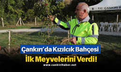 Çankırı’da Kızılcık Bahçesi İlk Meyvelerini Verdi!