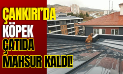 Çankırı’da Köpek Çatıda Mahsur Kaldı!