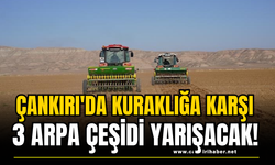 Çankırı'da Kuraklığa Karşı 3 Arpa Çeşidi Yarışacak!