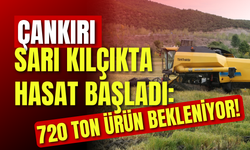 Çankırı’da Sarı Kılçıkta Hasat Başladı: 720 Ton Ürün Bekleniyor!