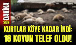 Kurtlar Köye Kadar İndi: 18 Koyun Telef Oldu!