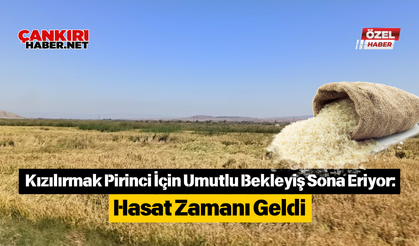 Kızılırmak Pirinci İçin Umutlu Bekleyiş Sona Eriyor: Hasat Zamanı Geldi