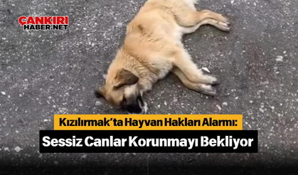 Kızılırmak’ta Hayvan Hakları Alarmı: Sessiz Canlar Korunmayı Bekliyor