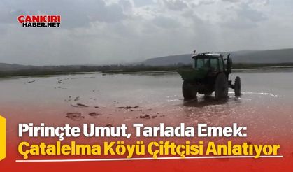 Pirinçte Umut, Tarlada Emek: Çatalelma Köyü Çiftçisi Anlatıyor
